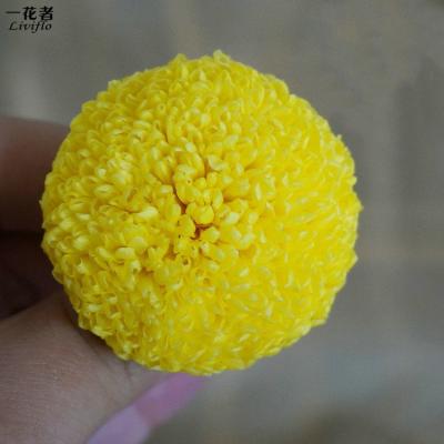 China Beautiful Best Selling Colorful Instagram Flower PingPang Chrysanthemum Everlasting Head for sale