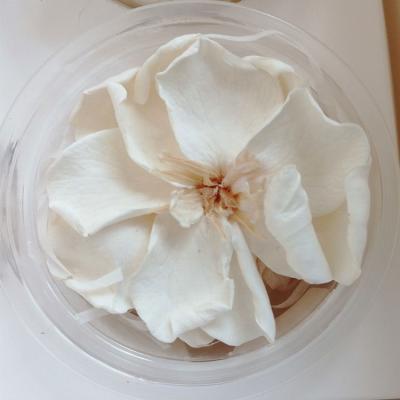 China Artificial Preserved Gardenia Flower Accessories Natural Real Touch Flowers Material Flower Head for sale