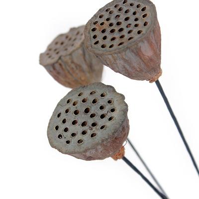 China Preserved Decoration Receptaculum Nelumbinis Lotus Seedpod Flower 50-60cm for sale