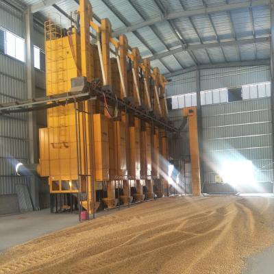 China Agriculture 50t Per Day High Efficiency Grain Dryer Paddy Dryer Production Line---XinGuang Manufacture for sale