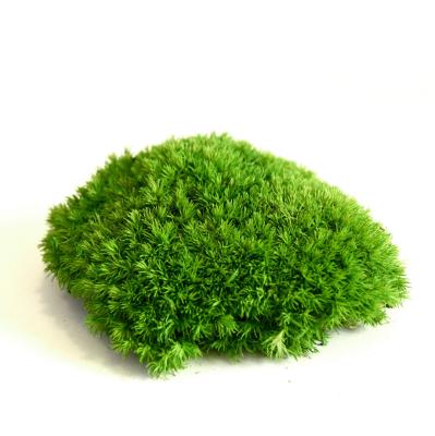 China Direct Wall Decoration Natural Preserved Moss with Customizable Size and OEM Service for sale