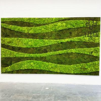 China Stabilized Artificial Plants Moss Wall for Company Indoor Decoration in Customized Colors for sale