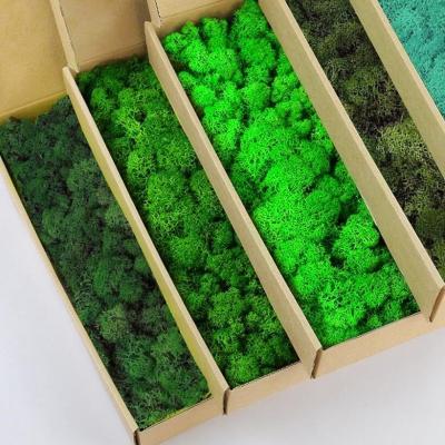 China 2024 Finest Natural Indoor Decor Preserved Moss Reindeer Moss for Customized Moss Wall for sale