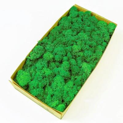 China Not Easy To Burn Various Colors Stabilized Moss Panels For Wall Decoration for sale