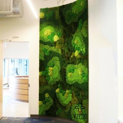 China Sem vegetação verde murcha mural fundo com preservado 100% de musgo natural real à venda