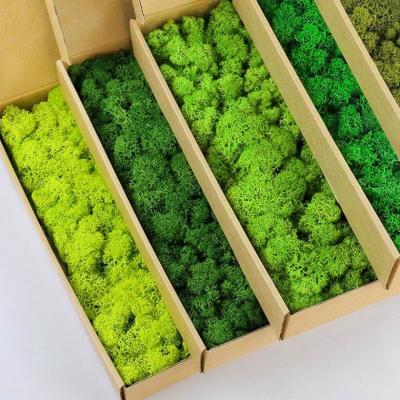 China Year Occasion Customized Stabilized Preserved Lichen Reindeer Moss for Office Decoration for sale