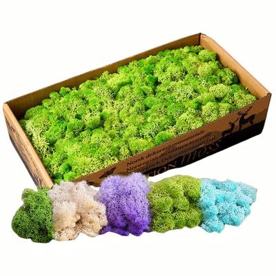 China Customized Forever Fresh Preserved Moss Art Gift For Garden Decoration OEM ODM Accepted for sale