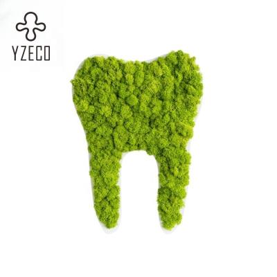 China Preserved Moss Moss Tooth Sign Ideal Gift for Dental Office Decor Occasion Graduation for sale