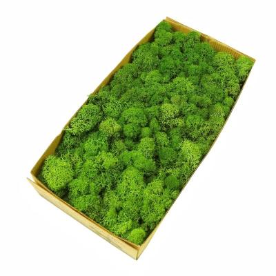 China 500G A Grade Stabilized Real Natural Preserved Moss Versatile Wall Decoration Solution for sale