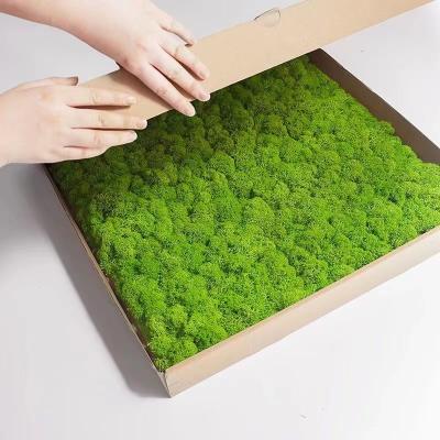 China 100% Real Preserved Moss April Fool's Day Reindeer Moss Panel for sale