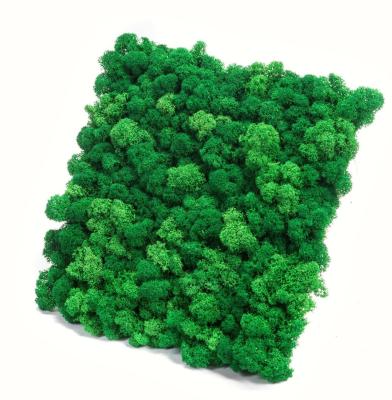 China Real Colorful Stabilized Home Reindeer Preserved Moss for Art Decor Life Time 5 Years for sale