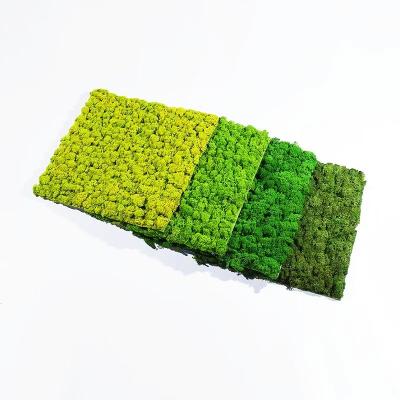 China 2024 Design Natural Reindeer Moss Wall Panel for Ornamental Occasion for sale