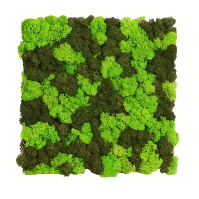 China Real Preserved Moss Panel Reindeer Moss Sheet for Home Office 50*50cm Occasion Other for sale