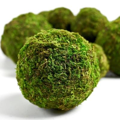 China Customized Size Green Immortal Moss Balls for Vase Filler 3-5 Years Life Expectancy for sale