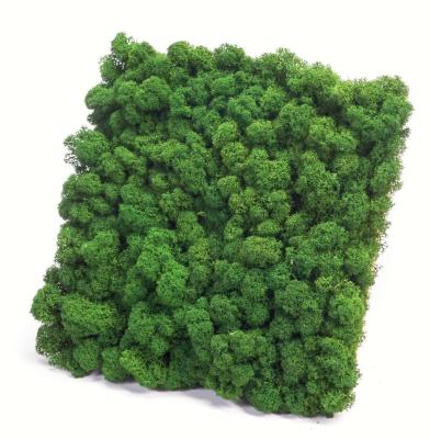 China Evergreen Moss Stabilized Panel for Wall Decoration Easy to Install and Maintain for sale