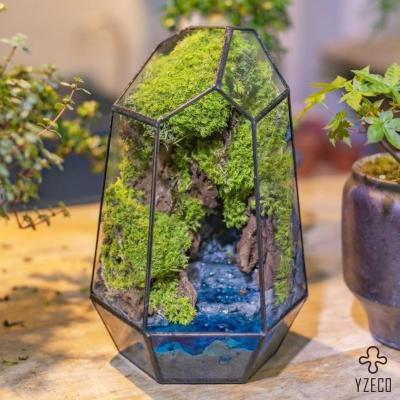 China Back to School Creative Desktop Moss Micro Landscape Finished Bonsai for Any Occasion for sale