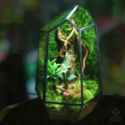 China Aceptable OEM ODM 2024 Escultura botánica para el día Bithday Preservado Moss Terrarium en venta