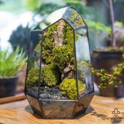 Cina 8 anni Tempo di vita Terrarium di muschio semplice conservato per la decorazione del matrimonio con logo personalizzato in vendita