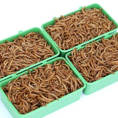 China New Viable High Quality Tenebrio Molitor Bird Food Dried Mealworms from Export-Grade High Protein Bird Food Forage for sale