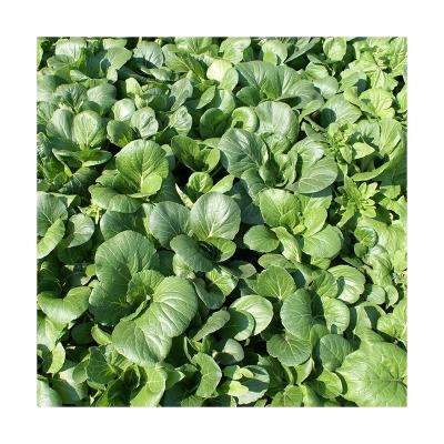 China Dried Professional Manufacturer Powder Freeze Dried Dry Spinach With Fast Shipping for sale