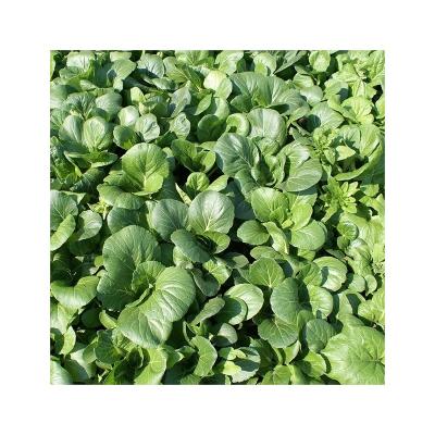 China Dried Professional Manufacturer Bulk Powder Dried Organic Spinach Flake With Fast Shipping for sale