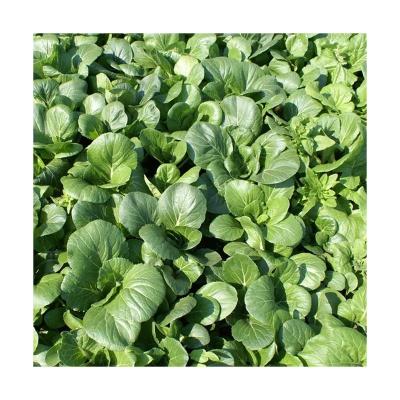 China Dried Practical Hot Sale Bulk Vegetables Dried Leaves Dehydrated Spinach With Good Service for sale