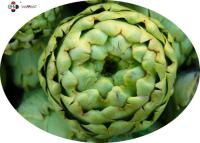 China Food Grade Lower Cholesterol Artichoke Extract Powder for sale