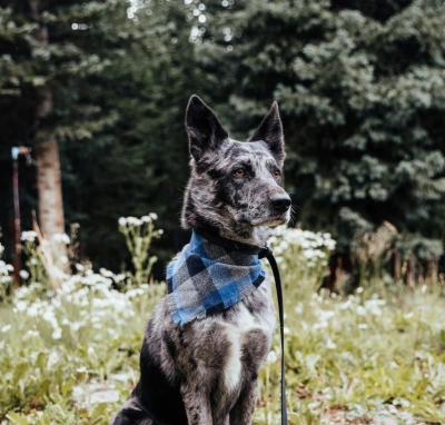 China Personalized Royal Blue Gifts Stocked Dog Bandanas Custom Bandanas Plaid Puppy Cat Bandana for sale