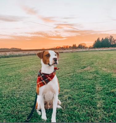 China 2021 Stocked Christmas Pet Gifts Drop Burnt Orange Black Canvas Flannel Pet Bandana Dog Scarf For Plaid Shirts for sale