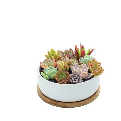 China Flowerpot Europe Style Minimalist Round Cheap VASE With Ceramic Garden &Office Desk Decorate for sale