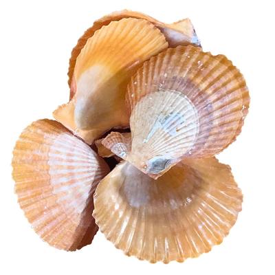 China High Quality Dry Scallop Shell For Food Stuff Case For Craft Or Tableware for sale