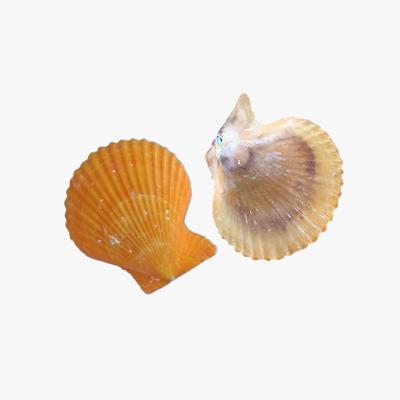 China Scallop Dried Factory Price Dry And Clean Shells for sale