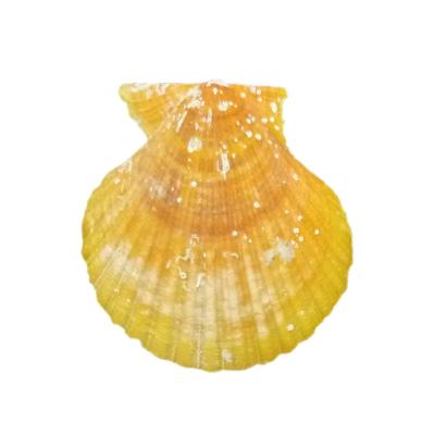 China Dry Natural Craft Dried Scallop Shell for sale