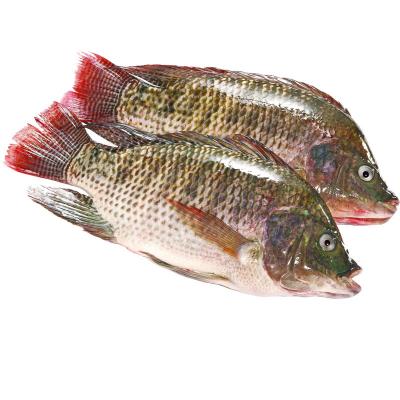 China Low Fat Hot Sale Whole Round Live Black Frozen Tilapia Fish for sale