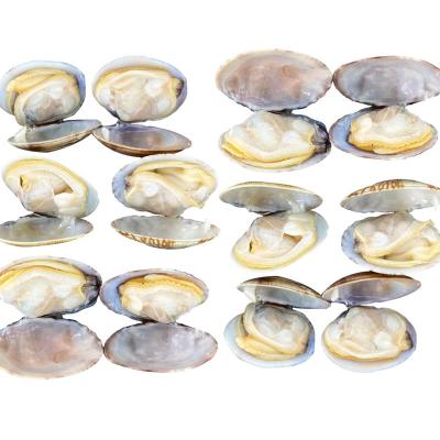 China Good Quality FROZEN Frozen Clam for sale