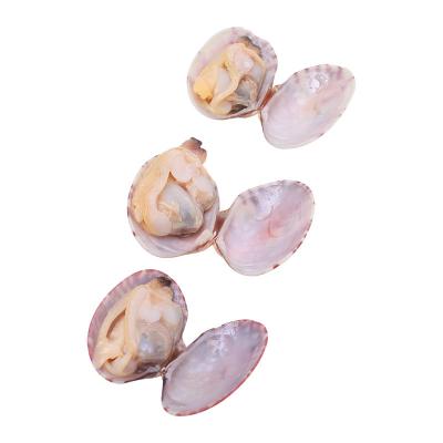 China FROZEN Frozen Clam Vacuum Packing Precooked Clam Baby Clam For Restaurant for sale