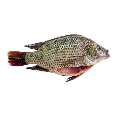 China Frozen Whole Round Tilapia Fish Low Fat for sale