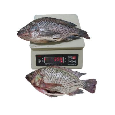 China Low fat frozen cleaned gutted and secaled tilapia for sale