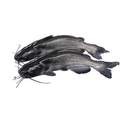 China Good Quality Hot Sale Low Sugar Seafood Frozen Catfish Fillets for sale