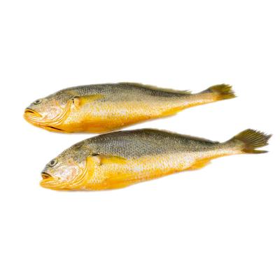 China Low Fat Frozen Yellow Doomsday Fish Larimichthys Crocea Yellow Corvina for sale