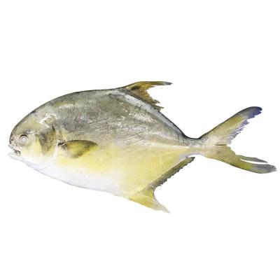 China Farmhouse Low Sugar Frozen Golden Pompano Castagnoles for sale