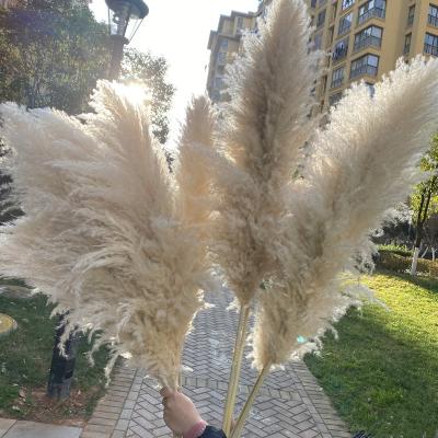 China 2022 Wedding Nature Decor Cream White Grass, Boho Wedding Dried Floral Arrangement Dried Pampas Grass for sale