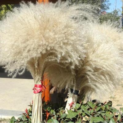 China Boho Decor Hot Selling High Quality Pampas Grass For Wedding Decoration On INS for sale