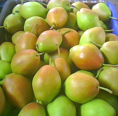 China Fresh high quality fresh pear sweet green fragrant pear/Asian pear for sale