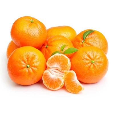 China Fresh refreshing and fragrant fresh citrus baby tangerine for sale