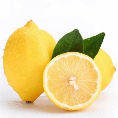 China Good Quality Fresh Cheap Price Fresh Organic Citrus Yellow Lemon for sale