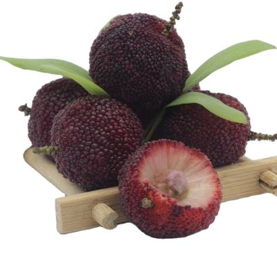 China Fresh Chinese Arbutus Red Waxberry Yang Mei Fruit Juicy Red Bayberry for sale