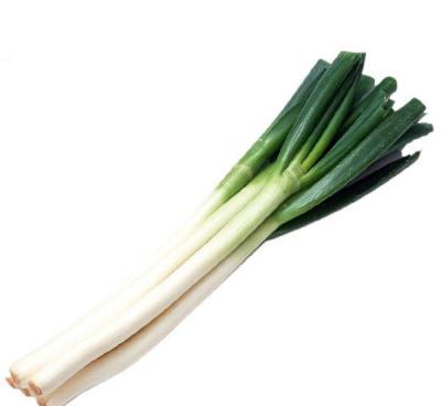 China 2021 High Value Natural Chinese Export Long Fresh Shandong Green Onion for sale