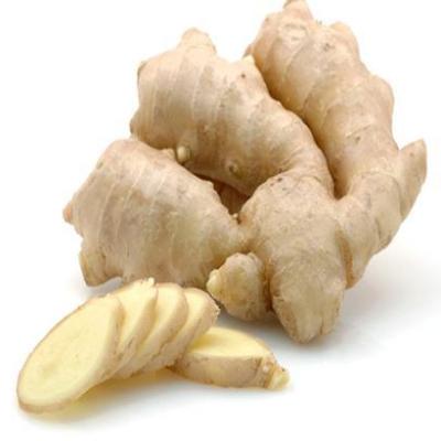 China Wholesale High Quality Fresh Ginger Supplier For Air Dried Fresh Ginger for sale