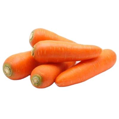 China 2021 new crop fresh fresh natural carrots export Chinese fresh carrot for sale